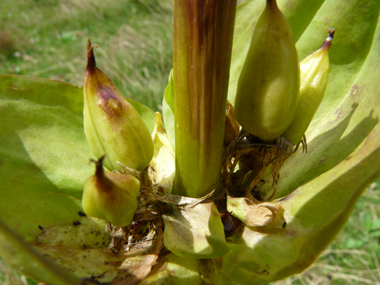 Fruits en forme de capsules dressées et regroupées en verticilles. Agrandir dans une nouvelle fenêtre ou onglet)